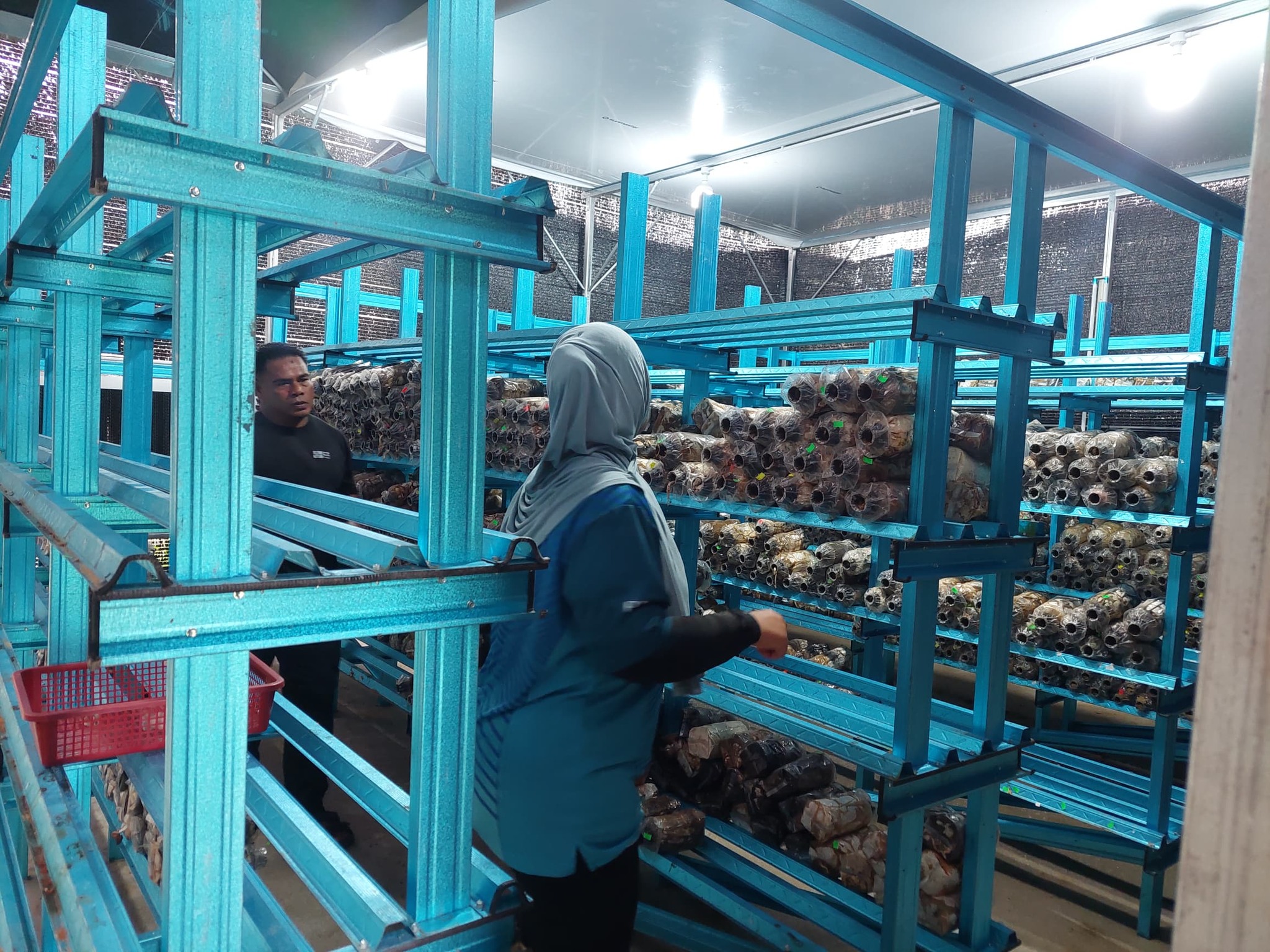 Lawatan Tapak Projek Cendawan Tiram di Mukim Kuala Serau Perkukuh Usaha Pembangunan Komuniti